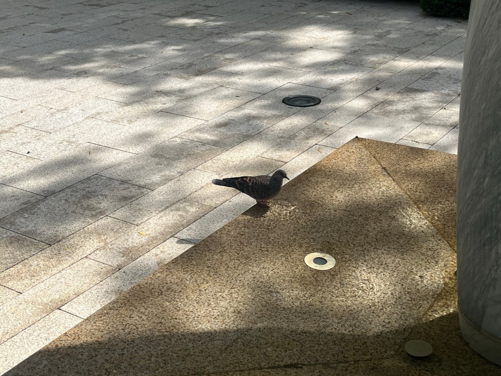 小野《白鴿物語》